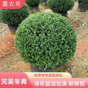 苗农哥冬青盆栽耐寒四季常青