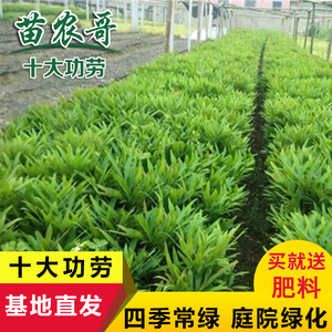四季常青庭院植物绿化树苗