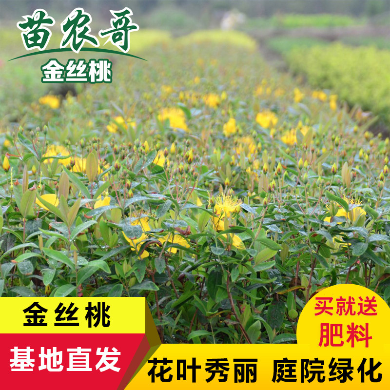 庭院园林耐寒开花植物绿化树苗