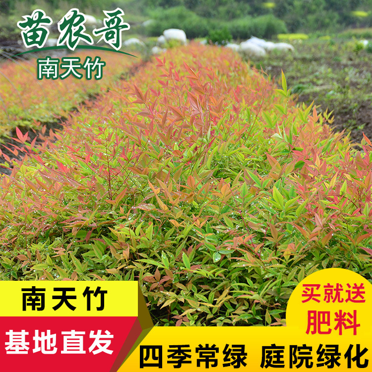 南天竹植物天竺红天竹盆栽盆景