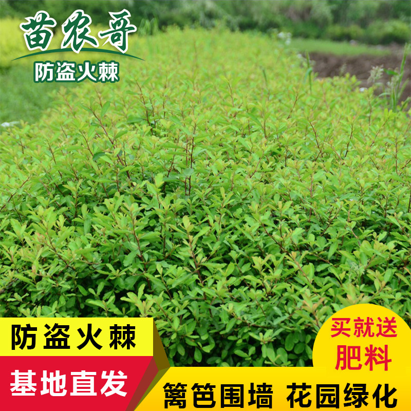 防盗庭院围墙篱笆苗四季常青火棘