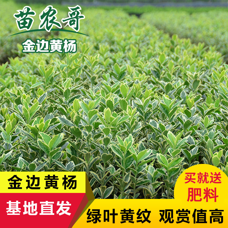 四季常青金边黄杨苗绿化苗木