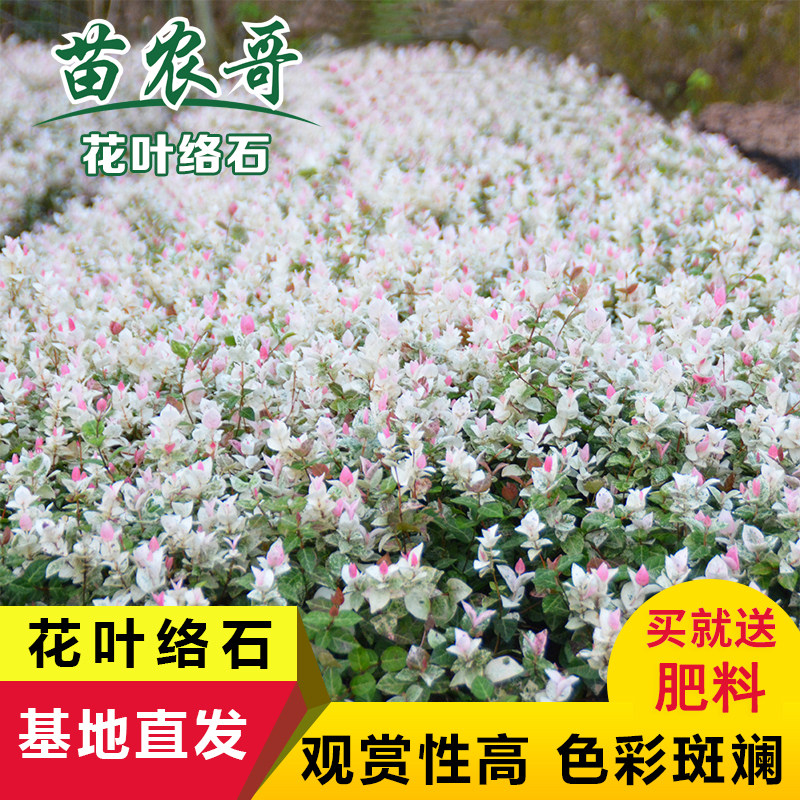 花叶络石黄金络石花苗盆栽室外阳台庭院园林绿化植物耐寒耐热