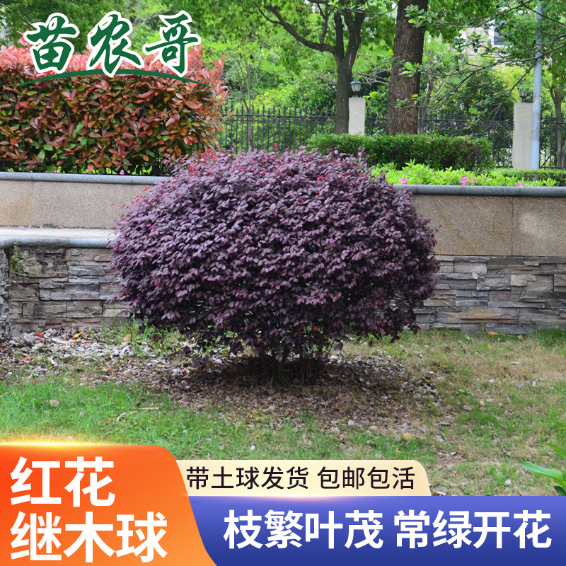 庭院植物红花继木球四季常青常绿