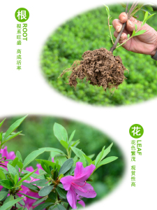 杜鹃苗木 树苗四季常青庭院绿化苗木 花园植物园林绿植花卉毛杜鹃