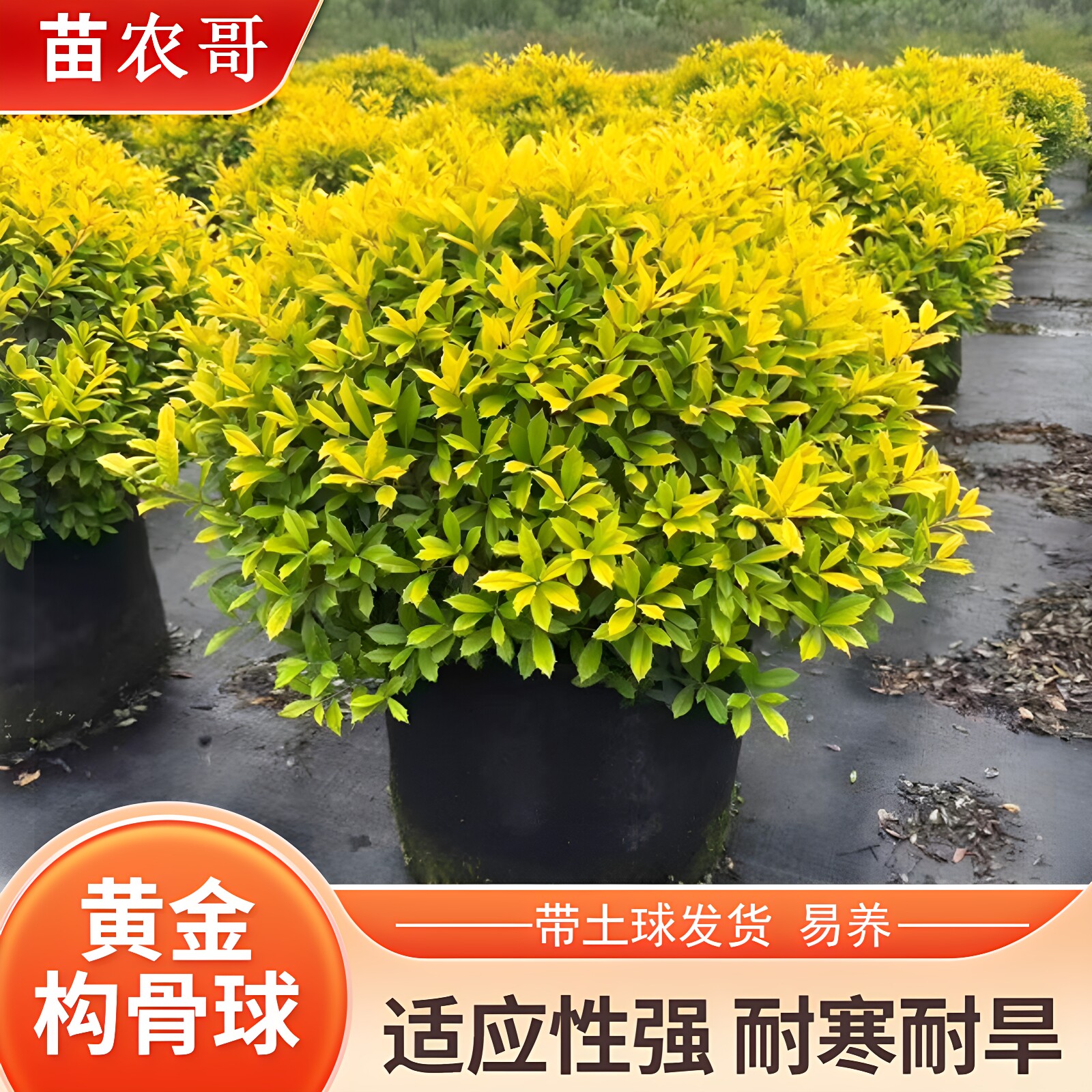 苗农哥黄金构骨观叶植物庭院花园