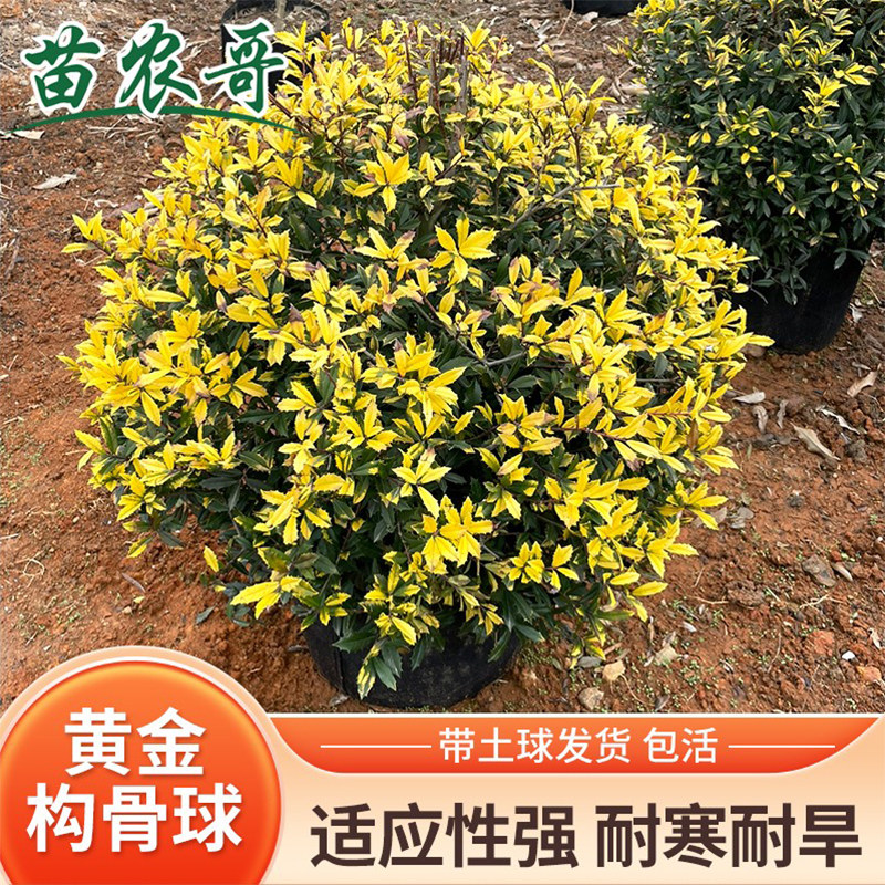 花镜植物黄金构骨球庭院绿植灌木观叶绿植耐寒耐热四季常绿树苗