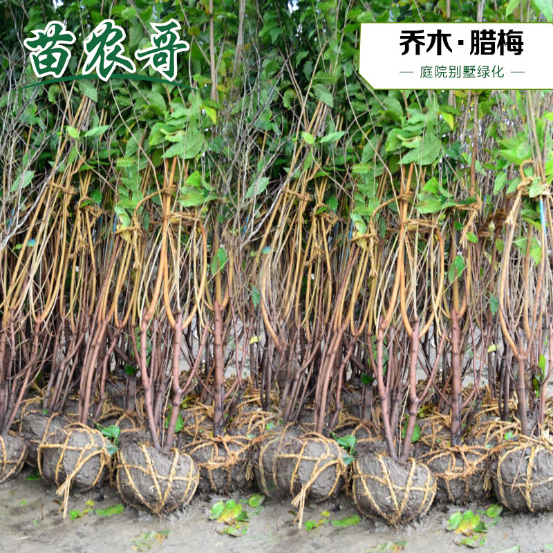 腊梅绿化冬季开花耐寒庭院树苗