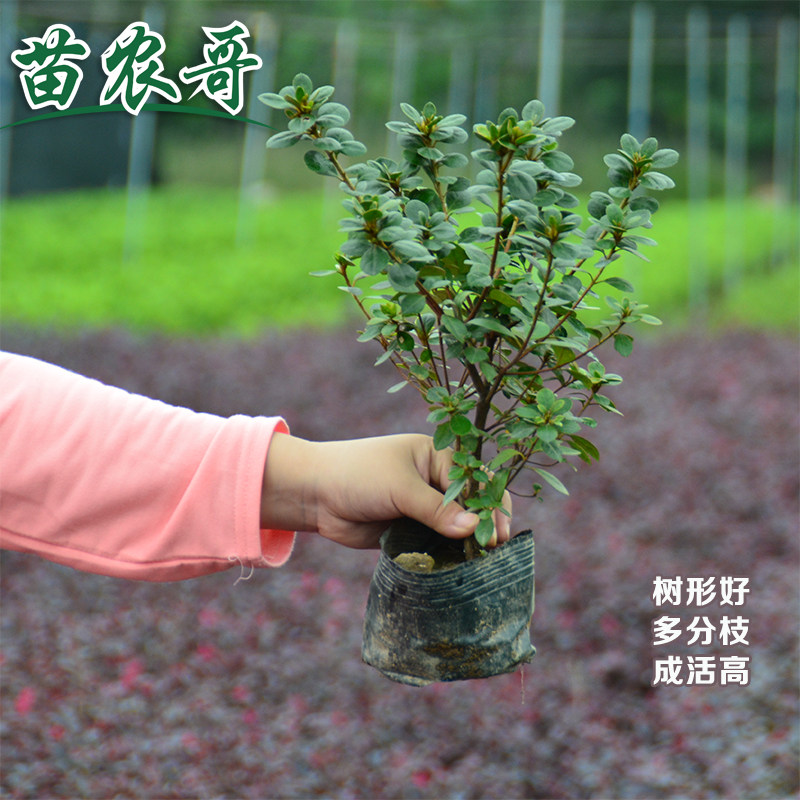 【一件/100棵·大杯夏娟】庭院别墅园林绿化苗木四季常青开花植物