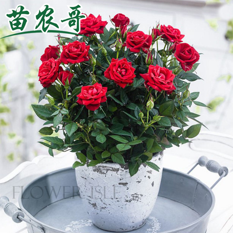 玫瑰花盆栽带花苞好养的花开花不断欧月藤本月季花苗花卉鲜花盆栽