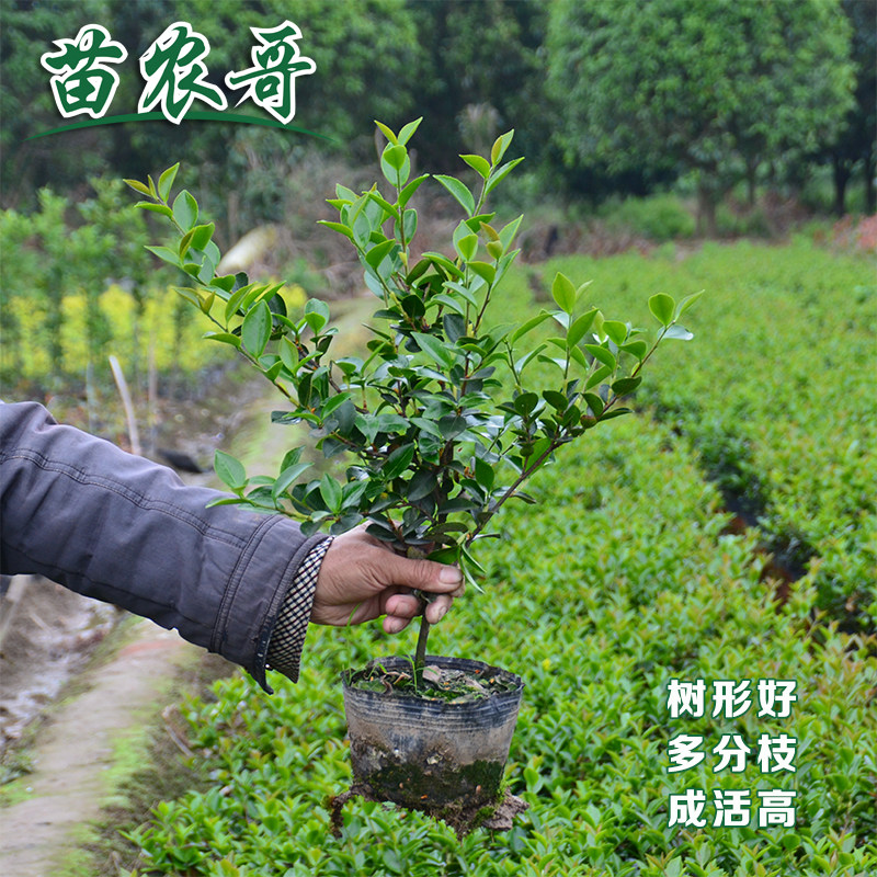 【一件/100棵·大杯茶梅】园林庭院别墅绿化苗木四季常青开花植物
