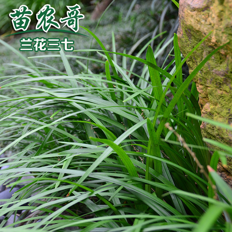 兰花三七【一袋装可以铺8-10平方】四季常绿耐寒庭院绿化地被植物