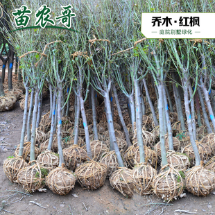 正宗日本红枫苗木 庭院别墅绿化苗木 观花乔木红枫树苗 苗农哥