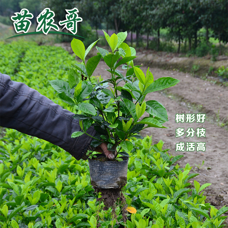 【一件/100棵.大杯大叶栀子】庭院园林绿化苗栀子花开花四季常青