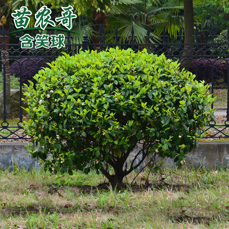 含笑球树苗红花含笑苗 紫花含笑树苗 庭院别墅盆栽花苗耐寒常绿