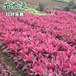 红叶朱蕉庭院植物花卉净化空气