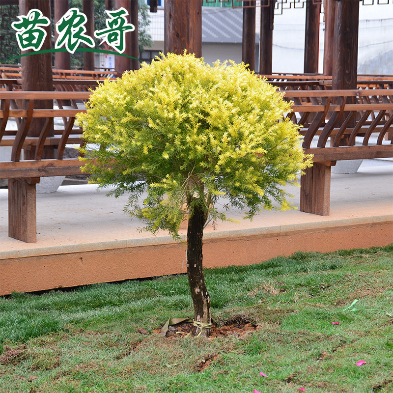 四季常绿金叶树黄金香柳千层