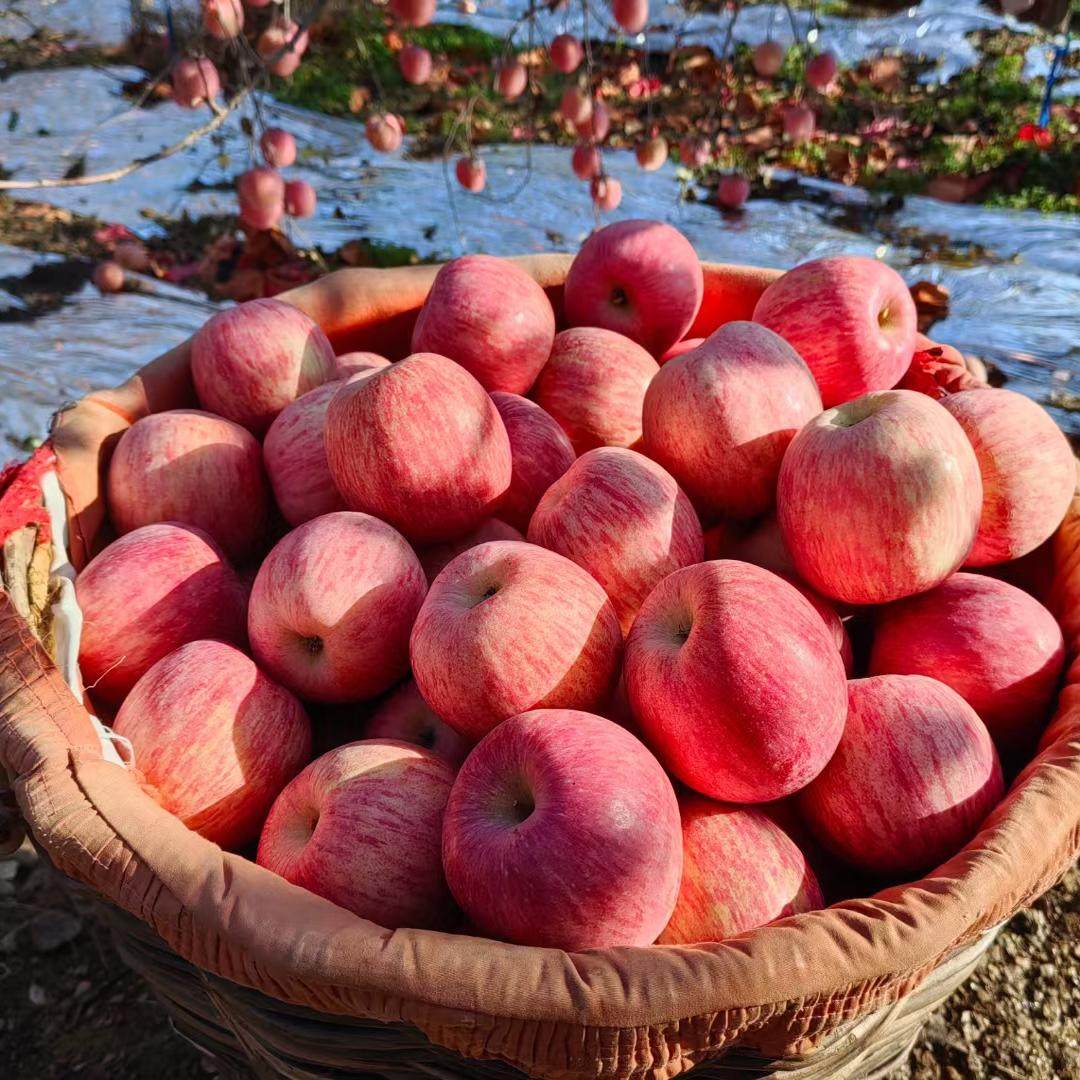 2025新果现摘现发 山东烟台红富士栖霞苹果水果新鲜包邮净重5斤,水产肉类/新鲜蔬果/熟食,苹果,淘宝优惠券,粉丝福利购,淘宝优惠卷