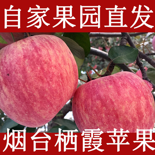 正宗山东烟台栖霞红富士苹果甜脆