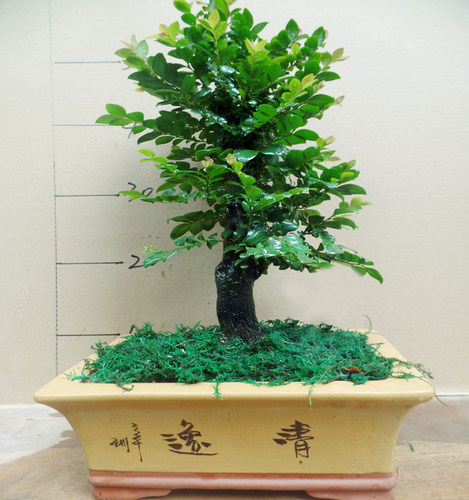名贵小叶紫檀盆景四季常青黑檀