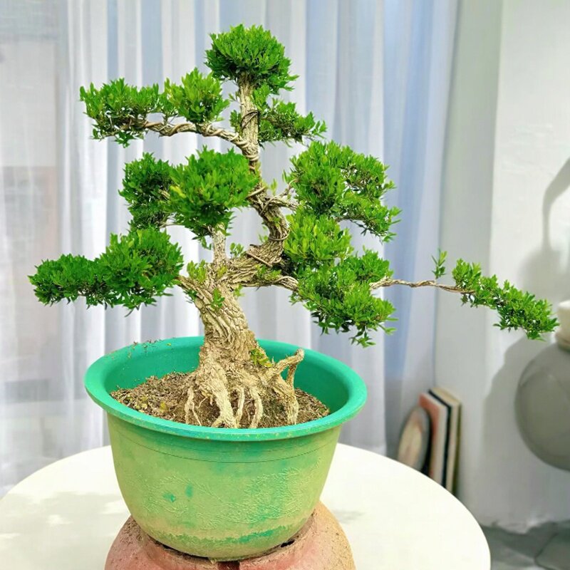 名贵小叶雀舌黄杨盆景树桩黄杨盆栽客厅室内绿植造型植物四季常青