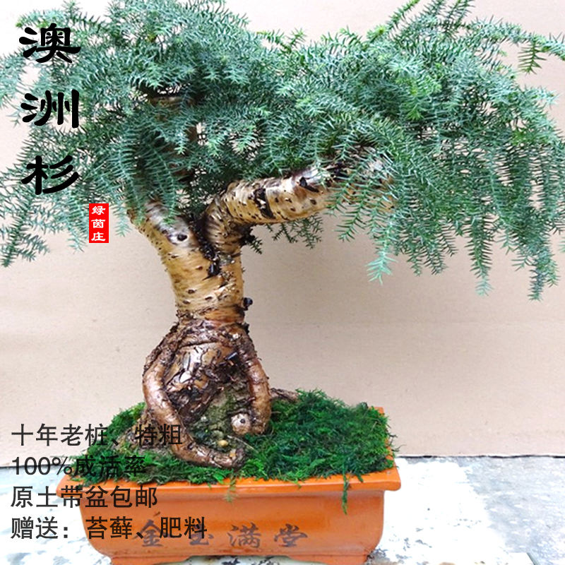 澳洲杉客厅美观大头老桩造型霸气