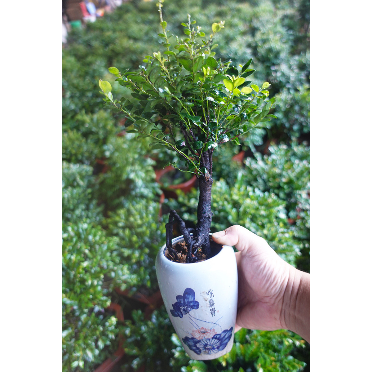 精品树桩紫檀老桩特粗