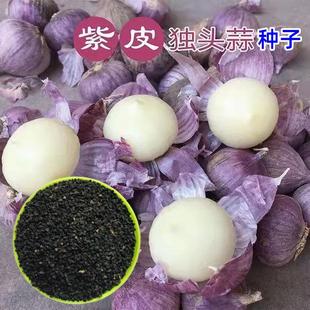 独头蒜种子紫皮云南农家红根蒜苗种籽孑大蒜四季种植蒜苔盆栽蔬菜