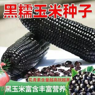 黑糯玉米种子种籽孑彩糯紫糯东北糯米杂交高产粘玉米黏甜糯四季
