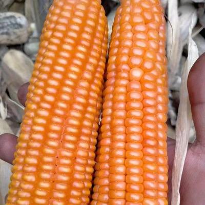 非转基因老品种黄玉米金黄玉米粒传统农家可留种老式笨玉米种子