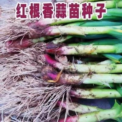 大蒜种子红根蒜苗种子