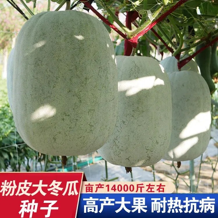 粉皮大冬瓜种子白皮冬瓜水果早熟大冬瓜种子大田家庭易种蔬菜种子