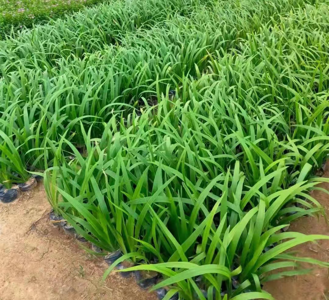 100颗鸢尾花苗庭院绿化工程花卉苗木小区别墅园林花草绿植物