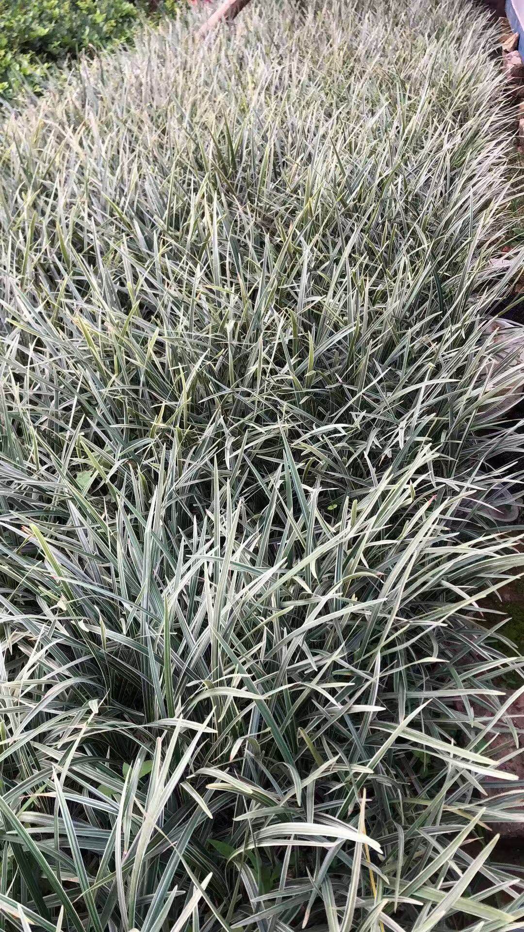 100颗银边草丽蚌草银边麦冬沿阶草青吊兰苗庭院净化工程绿化植