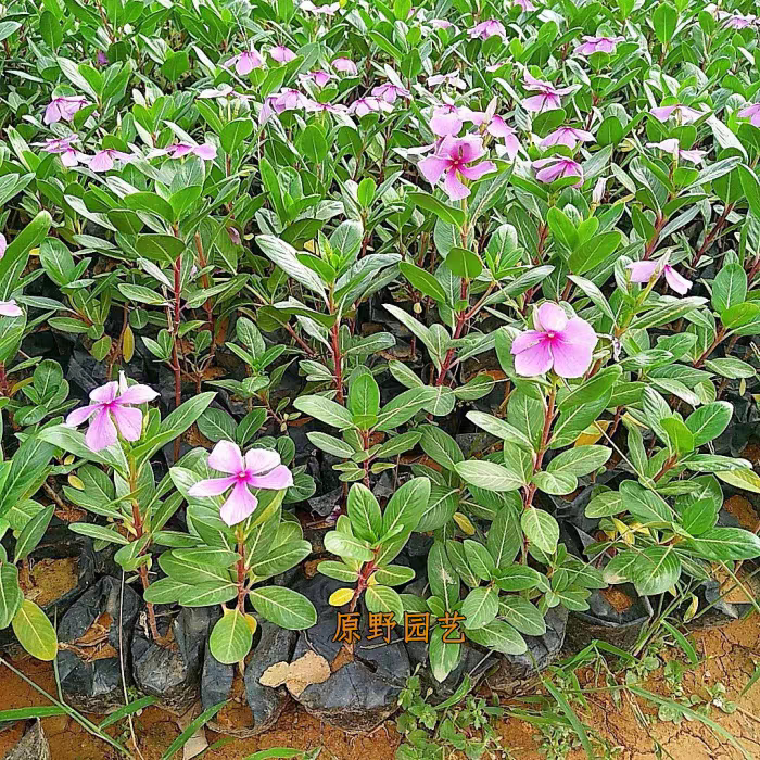 100颗五叶梅花苗长春花苗日日春室内外绿植盆栽四季花卉植物高雅