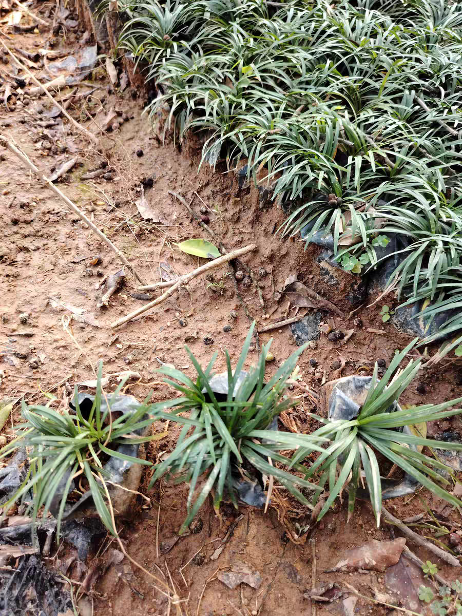 100颗矮麦冬草苗玉龙草耐寒别墅庭院园林绿化工程草坪植物麦冬苗