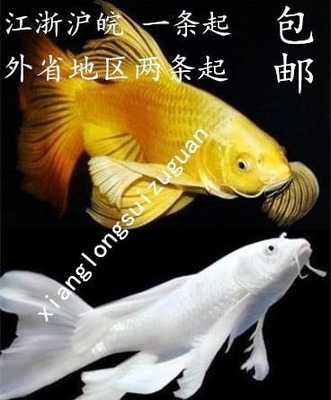 蝴蝶鲤贵妃短身球体纯种活体白金龙凤长尾锦鲤冷淡水观赏鱼苗包邮