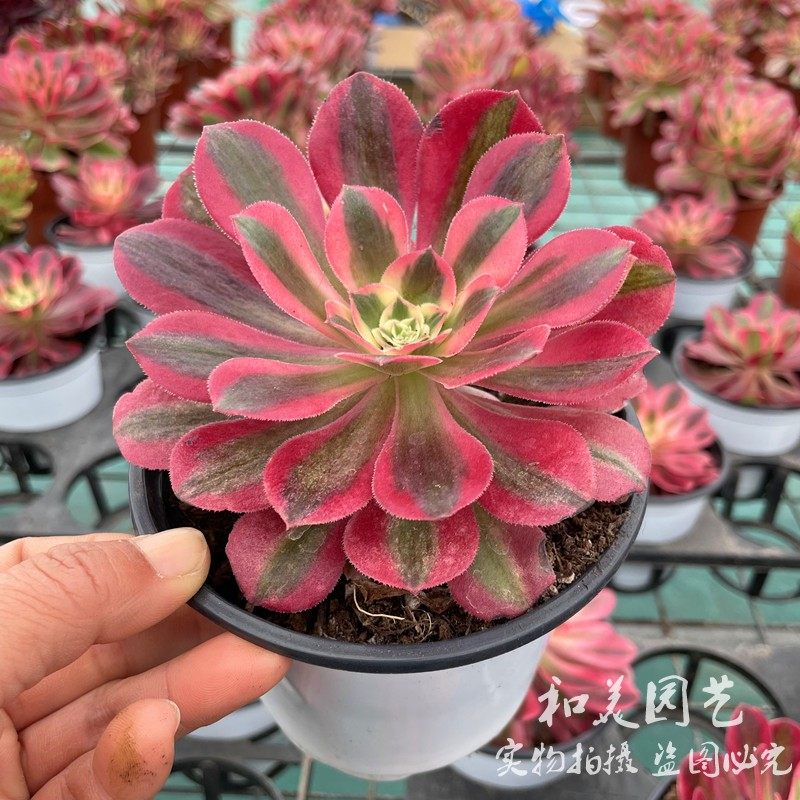 黑豆锦  石头花 小球玫瑰 浆果锦 彩色精品多肉植物  易养包邮