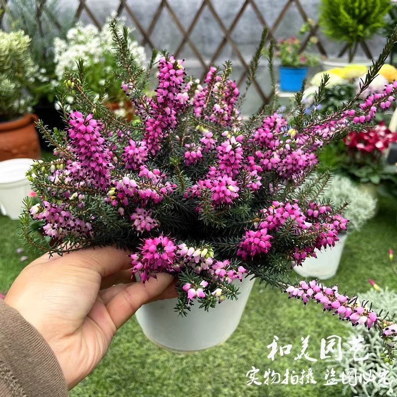 进口欧石楠盆栽苗 帚石楠 天使之泪 耐寒多年生常绿灌木花卉