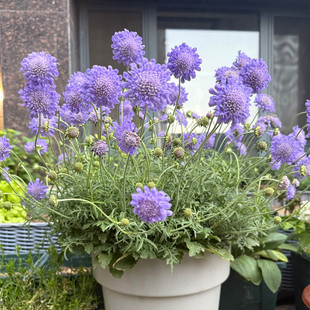 蓝盆花盆栽带花发 松虫草 耐寒多花蓝盆花 冬春庭院阳台花卉