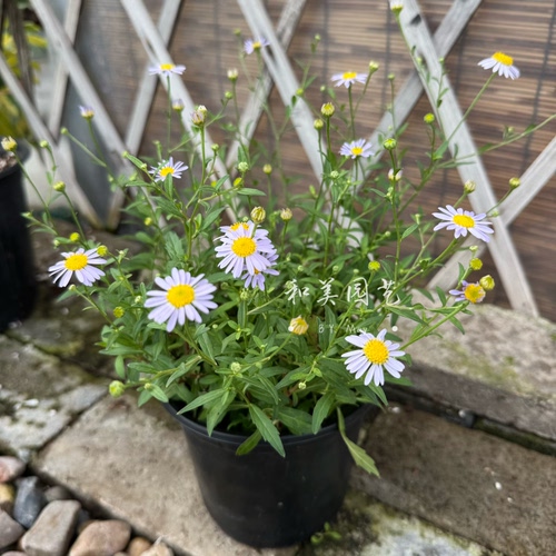 蓝色玛格丽特  蓝玛蓝费利菊 狭叶马兰 宿根马兰 清新淡蓝小野花