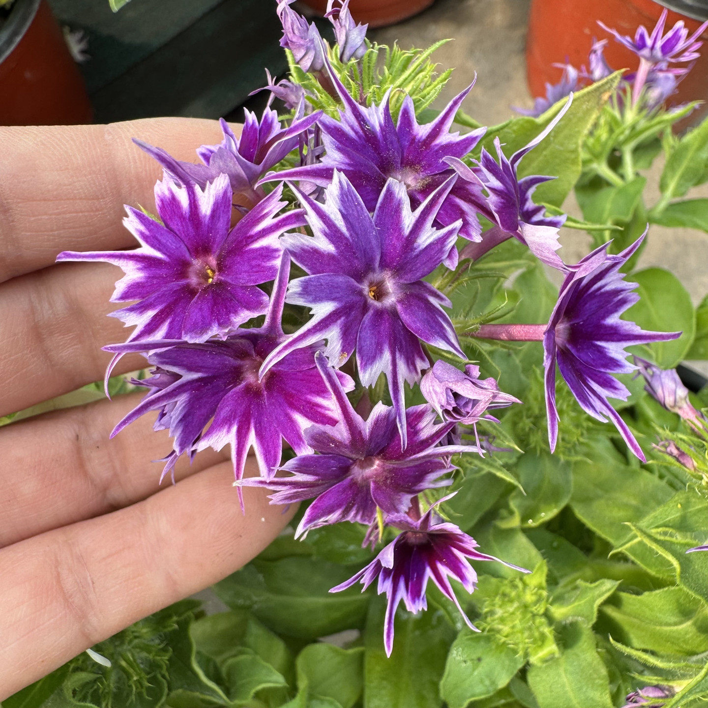 爱诗福禄考盆栽 星星福禄考 冬春庭院阳台易养草本矮生花卉,鲜花速递/花卉仿真/绿植园艺,时令草本花卉,淘宝优惠券,粉丝福利购,淘宝优惠卷