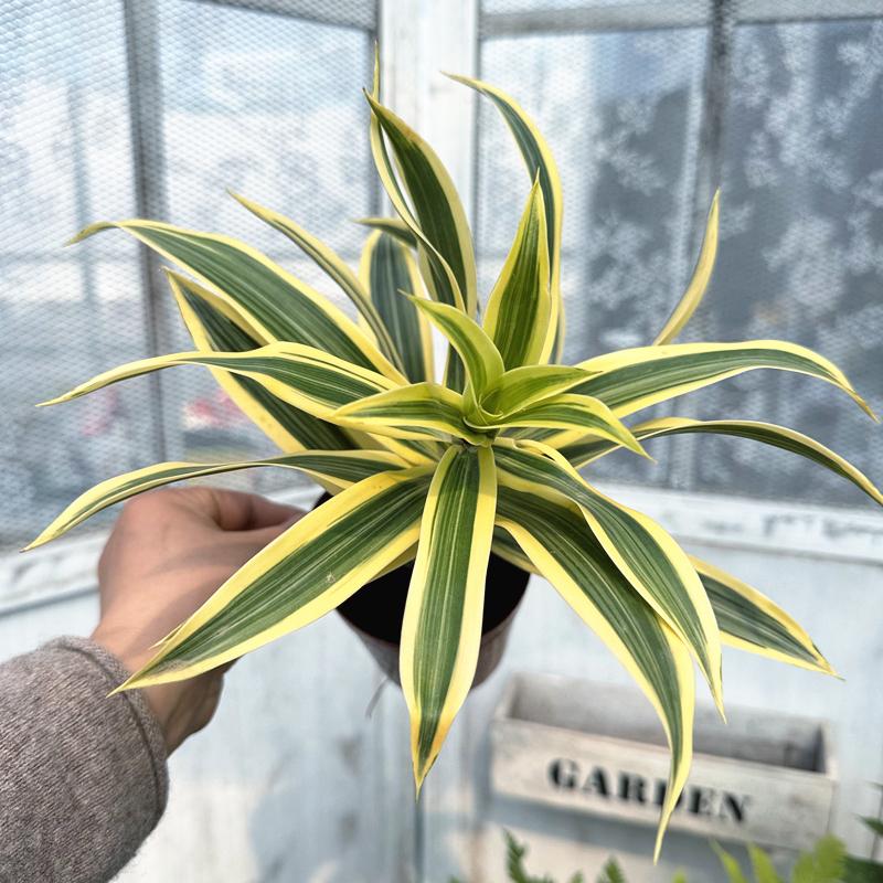 金边百合竹小盆栽 造型绿植北欧简约风室内观叶盆栽 精致桌面植物