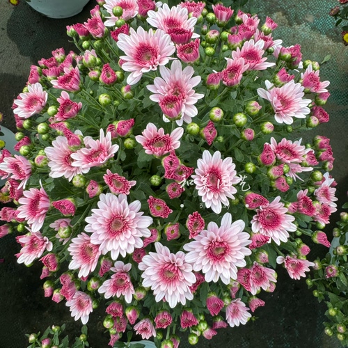 千头菊盆栽荷兰菊丰花小雏菊