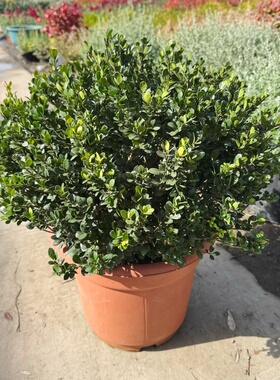 金宝石冬青 耐寒冬青先令 精品冬青球 直立冬青 龟甲冬青四季常绿