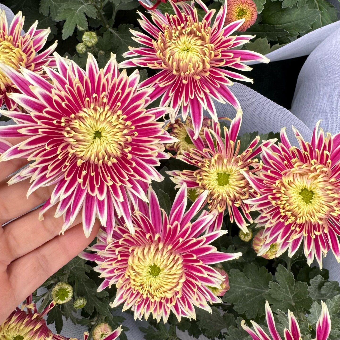 大花拉丝菊盆栽带花发 国华菊 大花龙爪菊 耐寒多年生宿根花卉