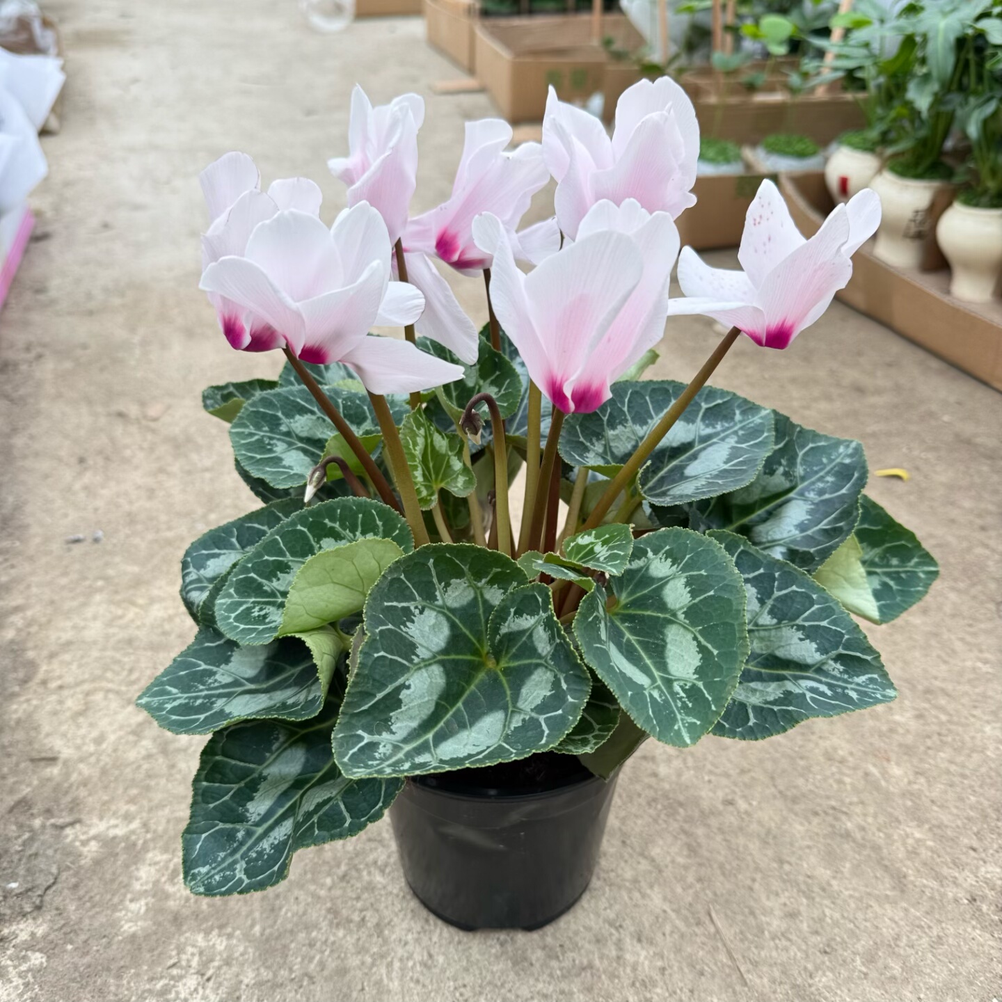 和美园艺仙客来耐寒年宵花卉