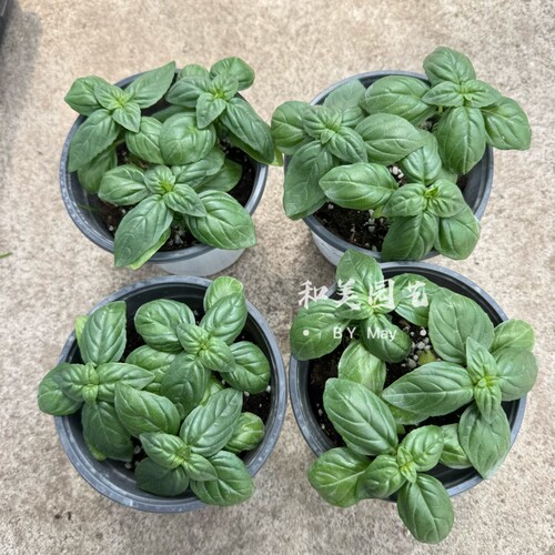 罗勒草本植物室内外夏季