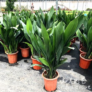 一叶兰盆栽 天然的清道夫 耐热耐寒四季常绿 室内易养绿植 包邮