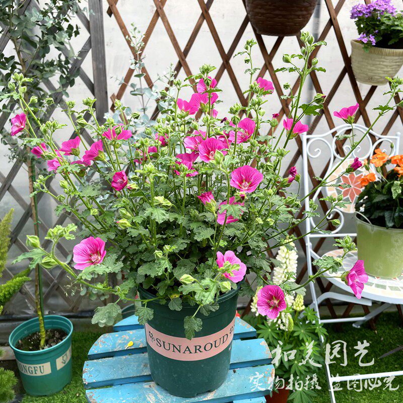 棒棒糖小木槿盆栽 大花优雅女士 庭院阳台花卉 玲珑木槿 花期较长